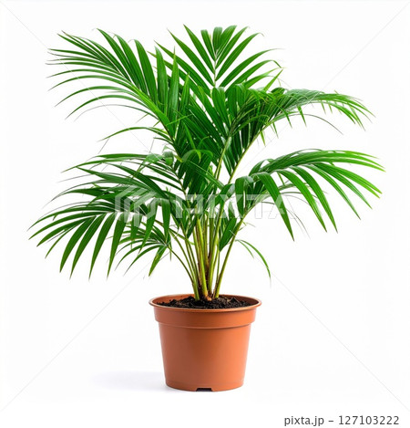 Lush Green Potted Palm Plant on White Background 127103222