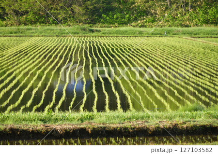 初夏の北海道乙部町で田植えを終えたばかりの水田の風景を撮影 初夏の北海道乙部町で田植えを終えたばかりの水田の風景を撮影 127103582