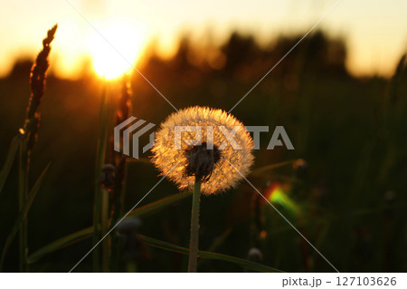 Fluffy texture of a white dandelion flower close-up. The concept of fragility. spring time. 127103626
