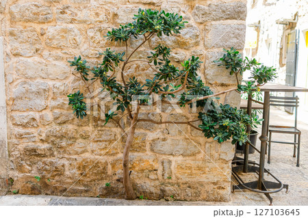Twisted green tree growing against rustic stone wall in narrow alley. Urban nature, architectural charm, and Mediterranean ambiance. 127103645