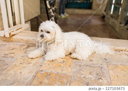 Small white dog resting on warm stone pavement outside shop entrance. Peaceful pet moment, relaxed atmosphere, and cozy street view. 127103673