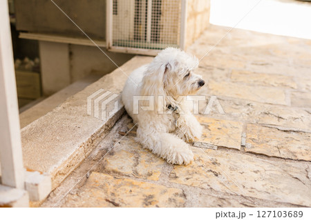 Fluffy white dog resting near shop entrance on warm stone floor. Calm pet moment, cozy urban atmosphere, and friendly local charm. 127103689