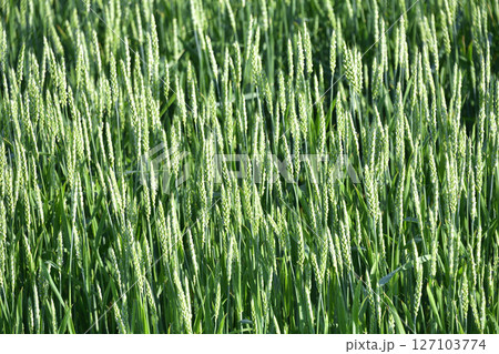初夏の北海道江差町で青い秋まき小麦畑の風景を撮影 初夏の北海道江差町で青い秋まき小麦畑の風景を撮影 127103774