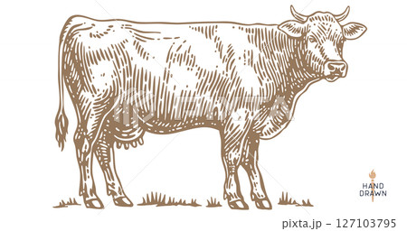 Cow, bull, beef. Retro style beef bull sketch, vintage cow drawing black white, old ink pencil artwork. Bull silhouette, side view cow profile, engraved beef print. Vector Illustration Cow, bull, beef. Retro style beef bull sketch, vintage cow drawing black white, old ink pencil artwork. Bull silhouette, side view cow profile, engraved beef print. Vector Illustration 127103795