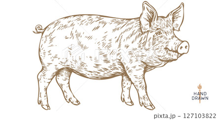 Pork, pig, hog. Hand drawn. Vintage retro print, black white pig head, pork drawing, engrave old school style. Sketch artwork ink pencil style drawing. Butchery, pork pig farm. Vector Illustration Pork, pig, hog. Hand drawn. Vintage retro print, black white pig head, pork drawing, engrave old school style. Sketch artwork ink pencil style drawing. Butchery, pork pig farm. Vector Illustration 127103822