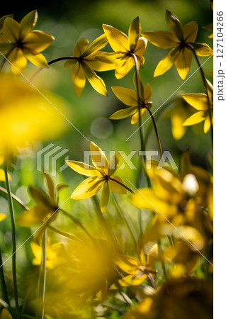 Tulip sylvestris blooming on spring day. Bright yellow wild tulips in full blossom in meadow. Tulip sylvestris blooming on spring day. Bright yellow wild tulips in full blossom in meadow. 127104266