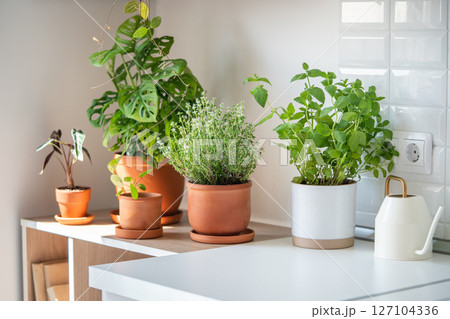 Fresh aromatic garden herbs in terracotta pot in kitchen. Herbal plants for cooking - mint and thyme Fresh aromatic garden herbs in terracotta pot in kitchen. Herbal plants for cooking - mint and thyme 127104336