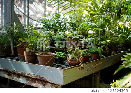 Greenhouse, indoor gardening concept. Plants and ferns growing in old terracotta ceramic flowerpots Greenhouse, indoor gardening concept. Plants and ferns growing in old terracotta ceramic flowerpots 127104366