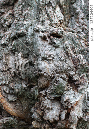 Cone-shaped growths of tree bark on the trunk of a very old tree vertical photo for backgrounds Cone-shaped growths of tree bark on the trunk of a very old tree vertical photo for backgrounds 127104403