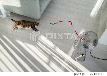 Summer heat and pet at home. Domestic cat lying on the floor, escapes from heat with help of fan. Summer heat and pet at home. Domestic cat lying on the floor, escapes from heat with help of fan. 127104415