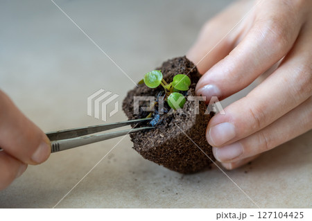 Transplanting rooted small Pilea plant seedling into a pressed coconut substrate with tweezers 127104425