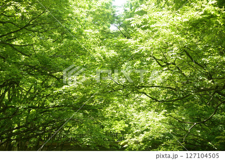新緑 127104505