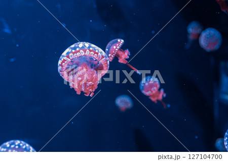 underwater photography jellyfish mastigias papua, spotted jelly, lagoon jelly, golden medusa underwater photography jellyfish mastigias papua, spotted jelly, lagoon jelly, golden medusa 127104700