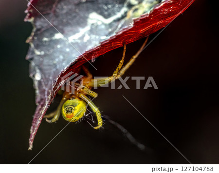Close-Up of Cucumber green spider Hiding Underneath a Red Leaf 127104788