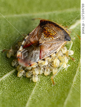 Close-Up of a Parent Bug on a Leaf with Eggs in Nature Close-Up of a Parent Bug on a Leaf with Eggs in Nature 127104789