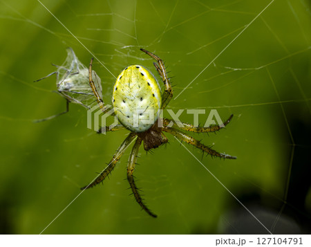 Cucumber green spider Spinning Web Outdoors on Green Background 127104791