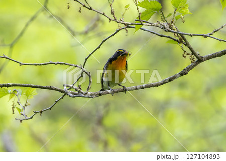 虫を咥えるキビタキ 127104893
