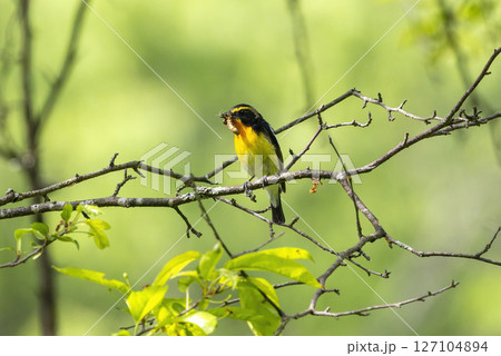虫を咥えるキビタキ 127104894