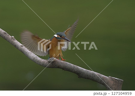 カワセミ 127104959