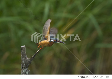 カワセミ カワセミ 127105046