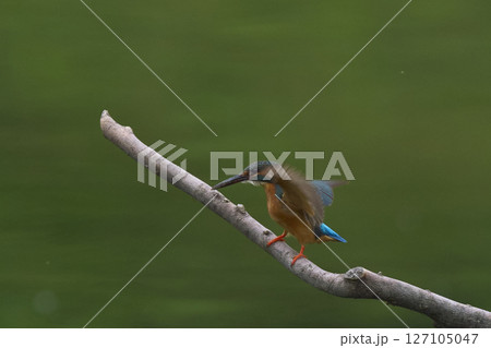 カワセミ 127105047