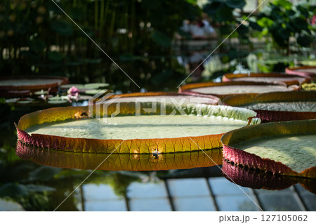 Pond in glasshouse with giant Victoria Amazonica and aquatic plants. Pond in glasshouse with giant Victoria Amazonica and aquatic plants. 127105062