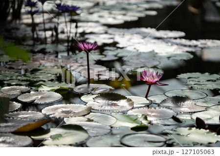 Pond water lilies and blooming lotuses Pond water lilies and blooming lotuses 127105063