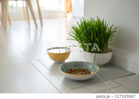 Bowls with cat food and water for pet on the floor at home. Dog fresh green grass in white bowl 127105067