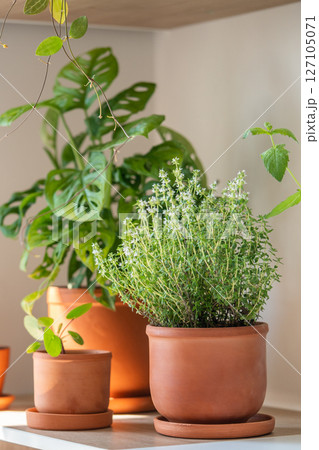 Fresh aromatic garden herbs in terracotta pot in kitchen. Herbal Thyme plants for cooking 127105071