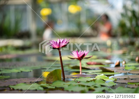 Tropical glasshouse with pond water lilies and blooming lotuses 127105082