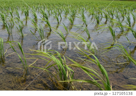 田植え2週間後の水田 田植え2週間後の水田 127105138