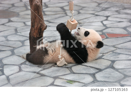 遊具で遊ぶ梅浜 遊具で遊ぶ梅浜 127105163