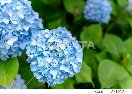 初夏の青い紫陽花の風景 127105282