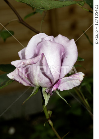 Close up of a beautiful pink purple rose flower Close up of a beautiful pink purple rose flower 127105421