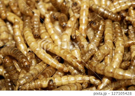 Close up of dried mealworms birdfood on a white background 127105428