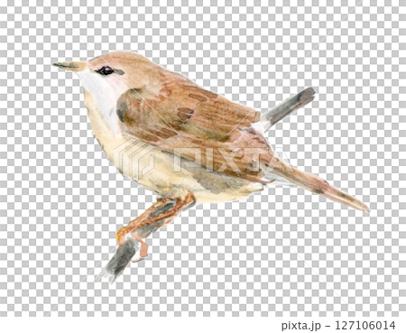 一隻面向左側的日本灌木鶯 一隻面向左側的日本灌木鶯 127106014