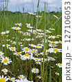 Closeup lush blooming wild daisy or chamomile or Leucanthemum with white flowers among green grass growth on meadow or field at summer day. Summertime wildflower natural background, vertical shot. 127106053