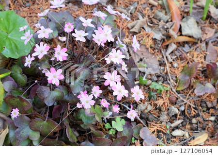 可愛い オオミスミソウの花 満開 可愛い オオミスミソウの花 満開 127106054