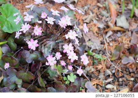 可愛い　オオミスミソウの花　満開 127106055