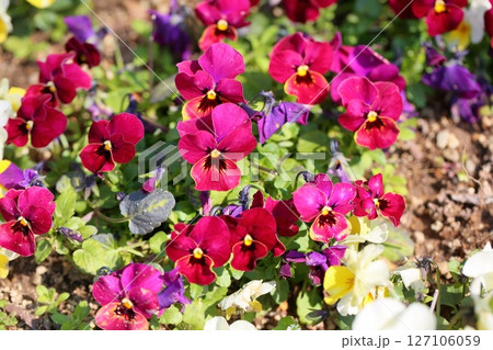 可愛い ビオラの花 可愛い ビオラの花 127106059