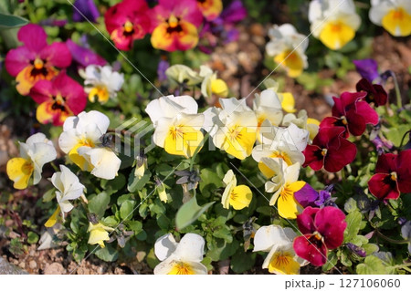 爽やか ビオラの花 爽やか ビオラの花 127106060