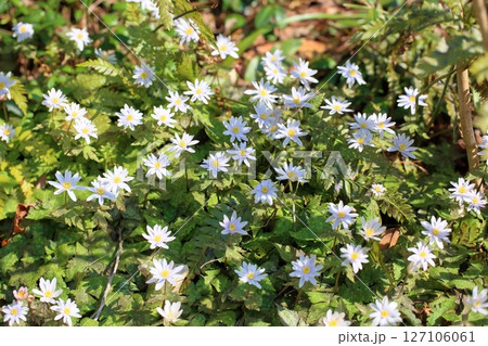 爽やか 群生 ユキワリイチゲの花 爽やか 群生 ユキワリイチゲの花 127106061