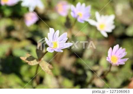 爽やか 群生 ユキワリイチゲの花 爽やか 群生 ユキワリイチゲの花 127106063