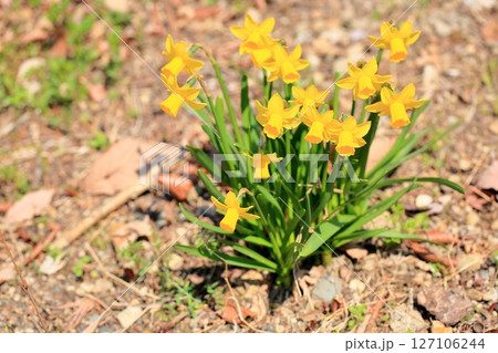 小さいスイセンの花　ティタティタ 127106244