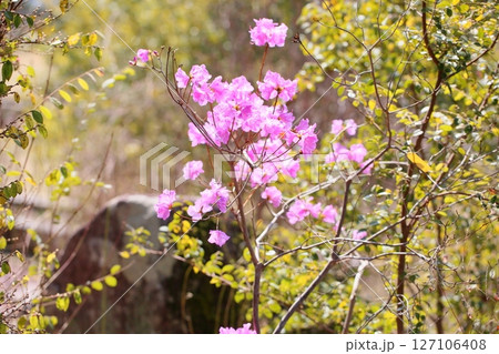 綺麗 エゾムラサキツツジの花 綺麗 エゾムラサキツツジの花 127106408