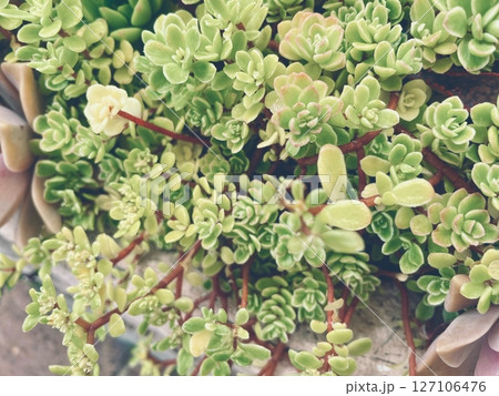 セダム（多肉植物）の写真素材 127106476