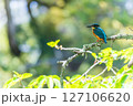 枝に止まるカワセミ 127106620