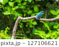 枝に止まるカワセミ 127106621