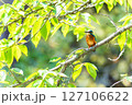 枝にとまるカワセミ 127106622