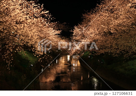 夜桜 夜桜 127106631